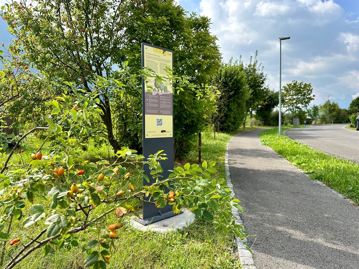 Heckenpfad-Bannriet.jpg