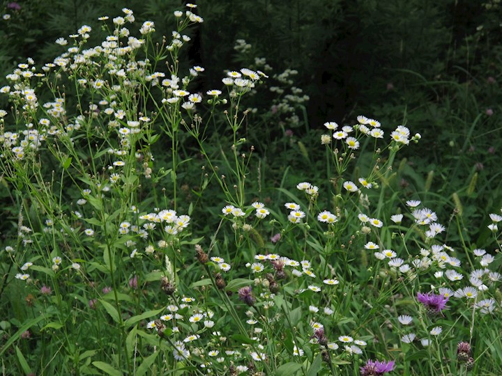 Invasive Neophyten stellen eine grosse Bedrohung der Artenvielfalt dar. 