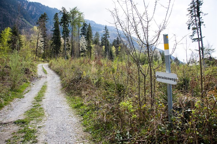 Rappenwald in Tisis an der Grenze zu Schaanwald im Jahre 2022.