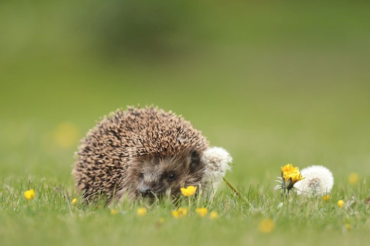 web-igel-folkert-christoffers-637878633905823319.jpg