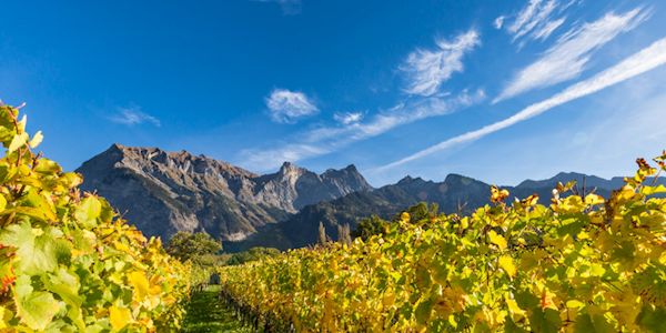 2025-10-08-08-19-23-wanderung-maienfeld-flaesch-Suchen-Bilder-und-13-weitere-Seiten-Profil-1-Mi.png