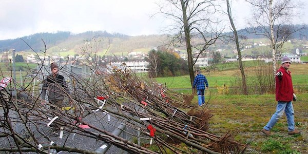 Lieferung-Obstbaeume.jpg