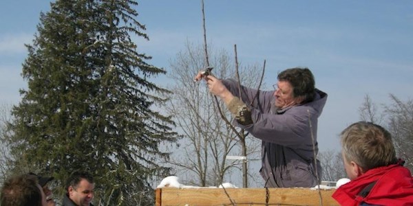 Obstbaum.JPG