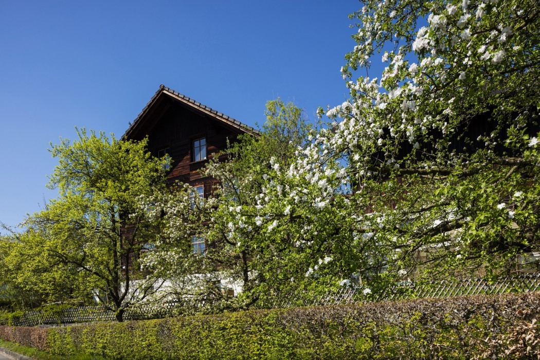 Obstbaumgarten in Mauren.