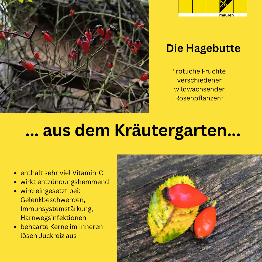 News-aus-dem-Kraeutergarten-09-25.png