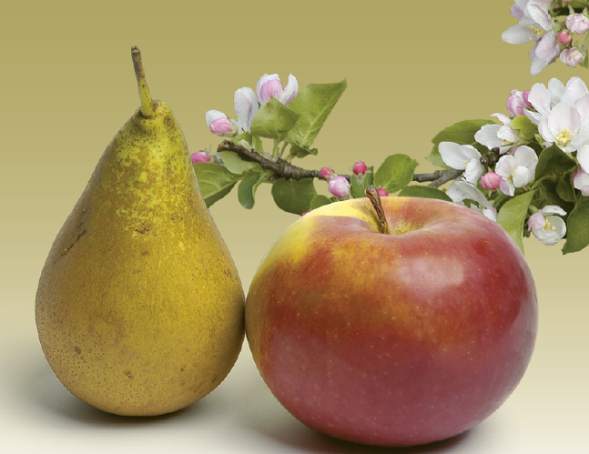 Obst.png