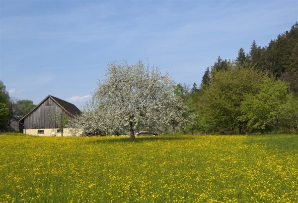 Die Gemeinde Mauren unterstützt auch 2015 die Obstbaum-Aktion von Hortus.