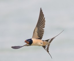 Bild zu Veranstaltung