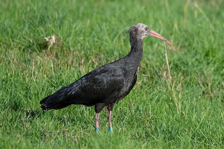 Waldrapp