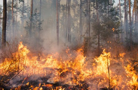Waldbrand.jpg